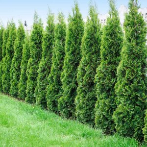 Tuja západná (Thuja occidentalis) ´DEGROOT ´S SPIRE´ - výška 30-50 cm, kont. C2L